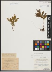 Foto von Salix appendiculata Vill.